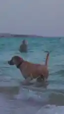 Denise Langemak (@deniselangemak) Snapchat Stories, Spotlight & Lenses