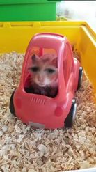 Preview for a Spotlight video that uses the Hamster Driving Lens
