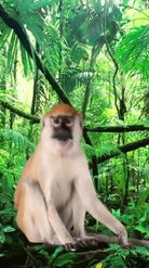 Preview for a Spotlight video that uses the Monkey in Forest Lens