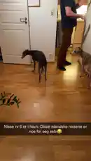 In a warm home setting, MonaJohanne presents a traditional Icelandic folklore calendar page to her family. She points out the illustration of 'Askasleikir,' a classic Icelandic tale about a troll who tricks children into eating his food, explaining its significance. The moment captures a personal tradition of sharing cultural stories. by @monajohanneh with monajohanneh by Original Sound