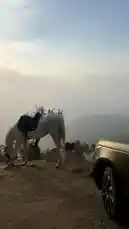 Watch a majestic white horse with a black saddle grazing peacefully on a dusty mountain cliff edge as the sun sets. The camera pans across a breathtaking, hazy valley landscape before settling on a close-up of the rugged terrain. This tranquil scene captures the beauty of nature and solitude. by @ab.7955 with original sound