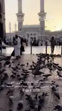 Experience a serene morning at one of Islam's holiest sites. This video captures the tranquil atmosphere as pilgrims in traditional white ihram garments walk among a large flock of pigeons on the vast courtyard. The iconic minarets stand tall against a soft dawn sky, creating a powerful and peaceful visual. by @joy.narcissus with Original Sound by joy.narcissus