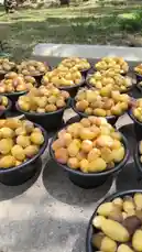 This video offers a close-up look at the date harvest in Al-Qassim, showcasing various stages of ripeness—from golden-yellow to deep red—arranged in black trays under the sun. The lush palm grove in the background highlights the natural setting of this agricultural scene. by @qvalleys with Original Sound by qvalleys