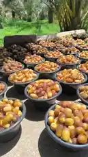 Experience the vibrant beauty of a date harvest in full swing at a lush oasis in Al-Qassim. Rows upon rows of black plastic buckets brim with golden and amber dates, meticulously sorted and ready for processing under the warm sun. The serene backdrop of swaying palm trees and greenery highlights the natural bounty of this region. This authentic glimpse into local agricultural life showcases the care and tradition behind cultivating one of the Middle East's most cherished fruits. by @qvalleys with Original Sound by qvalleys