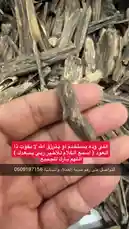 This detailed walkthrough showcases various forms of raw agarwood chips and pieces. A hand carefully picks up and displays different samples against a white background, allowing viewers to observe their unique textures, grain patterns, and natural shapes. The collection includes long, thin sticks, thicker chunks, and irregular fragments, all exhibiting the characteristic dark coloration and intricate details of genuine agarwood. by @nawader.aloud44 with nawader.aloud44 by Original Sound