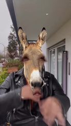 Preview for a Spotlight video that uses the Donkey Face Lens