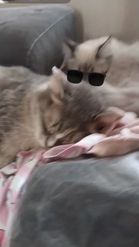Preview for a Spotlight video that uses the Cats with Shades Lens