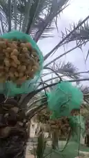 Take a tour through a lush date palm grove in Al-Qassim, Saudi Arabia. Witness traditional irrigation methods as water flows from stone channels to nourish the trees. See close-up views of ripening dates protected by green netting, showcasing sustainable farming practices in a desert environment. by @qvalleys with Original Sound by qvalleys