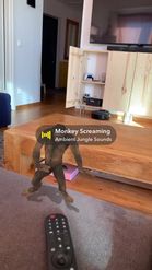 Preview for a Spotlight video that uses the monkey dance - SKY Lens