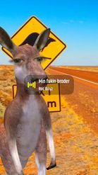 Preview for a Spotlight video that uses the kangaroo Lens