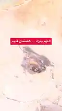 This close-up footage reveals the intricate details of natural agarwood resin, showcasing its dark, glossy texture within a piece of raw wood. The visual highlights the precious material known as oud, often associated with luxury perfumery and traditional medicine. The focus on the substance itself provides an authentic glimpse into the world of aromatic woods. by @nawader.aloud44 with nawader.aloud44 by Original Sound