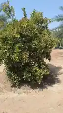 Take a guided walk through a sun-drenched oasis in Al-Qassim, Saudi Arabia. This immersive tour showcases a thriving agricultural landscape where date palms grow alongside lush citrus trees. You'll see the distinctive green mesh bags used to protect ripening dates, offering a glimpse into local farming practices. The clear blue sky and sandy ground highlight the unique desert environment where this fertile land flourishes. by @qvalleys with Original Sound by qvalleys