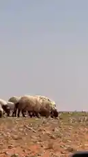 A flock of sheep with thick wool and dark legs grazes on sparse vegetation across a dry, rocky hillside under a clear sky. The camera pans slightly to follow their movement, capturing a peaceful pastoral scene in a natural environment. by @azozi.5562 with اذا تاب الغلا by 🧡🧡