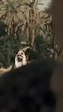 This visually rich video takes you on a journey from the traditional cultivation of date palms in the desert to the modern supermarket. It begins with a man in traditional Emirati attire harvesting dates from palm trees, then shows him carrying them into a stone structure. The narrative shifts to a contemporary setting, showcasing the extensive range of date-based products available at 'أقدَع بالتمر أفضل' (Aqdaa Bil Tamr Aflal), a section within a larger retail store. The shelves are stocked with various packaged goods like cakes, jams, juices, and canned drinks, all bearing the branding of the National Center for Palms and Dates. The video effectively highlights the evolution of the national date industry, transforming raw agricultural produce into diverse consumer products. by @ncpd.sa with Original Sound by ncpd.sa