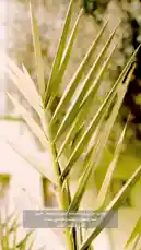 This behind-the-scenes look at a Saudi date processing facility reveals the journey of dates from harvest to packaging. The video features a national official discussing production, followed by footage of workers in sterile conditions handling ingredients like flour and operating industrial machinery to create traditional sweets. by @ncpd.sa with Original Sound by ncpd.sa