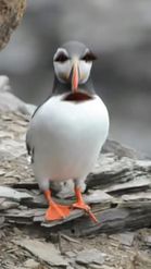 Preview for a Spotlight video that uses the Dancing Puffin Lens