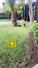 Witness the mesmerizing natural behavior of peacocks in a lush garden setting. This footage captures two peahens as they gracefully walk across the lawn, their iridescent feathers shimmering in the light. The peahens engage in a classic courtship display, moving with elegance and purpose through the greenery, offering a captivating glimpse into the world of these magnificent birds. by @s3432x with original sound