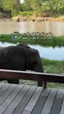 Embark on a visual journey through South Africa with this stunning travel montage. Witness majestic elephants in their natural habitat, explore the iconic Table Mountain, glide over the ocean on a parasail, and marvel at the breathtaking beauty of Cape Town's coastline. This captivating compilation showcases the diverse adventures and scenic wonders that await travelers in this incredible destination. by @sahab-alalam with sahab-alalam by Original Sound