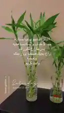 A serene look at a home garden setup featuring two glass vases with lucky bamboo plants growing in water. This peaceful scene, shared on a Saturday, serves as a simple tutorial for beginners on cultivating these easy-care houseplants. by @home_garden3 with Original Sound by home_garden3