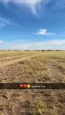 A lone vehicle traverses a wide, open field under a bright blue sky with scattered clouds. The camera follows the path of the dirt road cutting through the grassland, capturing the serene and expansive natural landscape. This peaceful journey highlights the beauty of rural terrain and the sense of adventure found in exploring remote areas. by @by.sul with 🇺🇸🇺🇸🇺🇸✌🏻 by ..