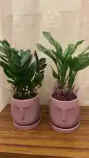 This charming home garden video showcases two stylish face-shaped planters on a wooden surface. One planter holds a lush ZZ plant, while the other features a vibrant Aglaonema. Both are beautifully accented with delicate dried baby's breath and purple filler flowers, creating a serene and modern indoor garden display perfect for plant lovers. by @home_garden3 with Original Sound by home_garden3