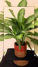 A close-up view of lush green Aglaonema plants in stylish red-and-brown woven rope planters. This simple yet elegant arrangement demonstrates easy ways to enhance your indoor space with natural decor. by @home_garden3 with original sound