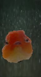 Preview for a Spotlight video that uses the Goldfish Head Lens