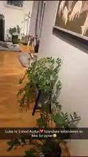 This video takes you through a cozy home where an older man shares insights about a traditional Icelandic calendar page titled 'Stúfur'. He points out details of the artwork depicting folklore figures and explains its cultural significance. by @monajohanneh with monajohanneh by Original Sound