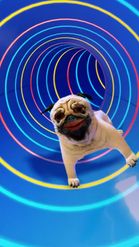 Preview for a Spotlight video that uses the Tunnel Pug Lens