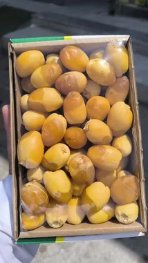 This close-up video showcases a hand holding a cardboard box filled with fresh, golden dates. The dates are plump and appear ripe, with a glossy surface under bright sunlight. In the background, stone steps suggest an outdoor setting. An Arabic voiceover expresses admiration for the quality of the dates, calling them 'excellent' and 'sweet,' and mentions they are from Al-Qassim, a region renowned for its agriculture. by @qvalleys with Original Sound by qvalleys