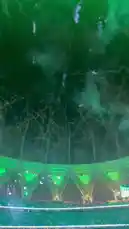 Witness the grand finale of a major football tournament as fireworks light up the night sky above a packed stadium. The iconic trophy is unveiled on the pitch under dramatic green lighting, capturing the electric atmosphere of victory. by @ab.7955 with Original Sound by ab.7955