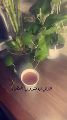 Preview for a Spotlight video that uses the شاهي tea Lens