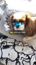 Preview for a Spotlight video that uses the butterfly w pets Lens