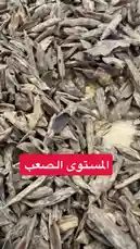 This close-up video offers a detailed examination of natural agarwood chips, showcasing their unique shapes, intricate grain patterns, and rich textures. The hand-held perspective allows viewers to appreciate the fine details of these valuable aromatic woods, which are prized for making authentic oud perfume and incense. by @nawader.aloud44 with nawader.aloud44 by Original Sound