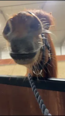 This intimate, point-of-view video captures a visit to a horse stable. The camera gets an extremely close look at a beautiful chestnut-colored horse wearing a blue halter. The horse curiously sniffs and nuzzles the camera, its large eyes and twitching nose filling the frame. The setting is clearly indoors, likely a barn or riding arena, with overhead lights illuminating the scene. The horse then moves away from the camera, revealing more of its head and the wooden stall door it was peeking over. by @monajohanneh with monajohanneh by Original Sound