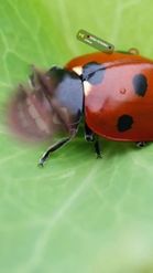 Preview for a Spotlight video that uses the Ladybug Lens