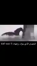 Experience the thrill of a black horse galloping at full speed through a dense, fog-filled forest. This dynamic, high-energy clip captures the raw power and grace of the animal as it navigates the misty landscape, creating a cinematic and adventurous atmosphere. by @snap_h24 with Original Sound by snap_h24