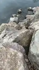 Video by @alison.rossum with alison.rossum by Original Sound