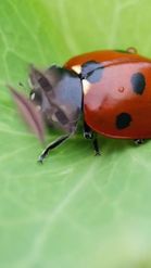 Preview for a Spotlight video that uses the Ladybug Lens