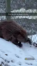 A beaver is seen walking through a snowy forest and building a dam. The beaver is carrying sticks in its mouth and placing them in the water. The beaver is also seen swimming in the water. av @sommarkattens med The Funny Bassoon av Eitan Epstein Music