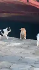 This captivating short film captures a tense standoff between two cats on a stone dock. A black-and-white cat cautiously approaches a ginger kitten, who stands its ground. The scene shifts to a man holding a book titled 'Carl Butler I GREKISKA KÖK,' before returning to the cats now perched atop wooden pallets, continuing their silent battle of wills. The Swedish subtitles narrate the story of a 'little orange kitten' and a 'white cat' facing off, creating a suspenseful and charming slice-of-life moment. av @sommarkattens med Original Sound av sommarkattens