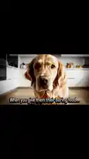A Golden Retriever looks unimpressed by its kibble, humorously illustrating the common pet parent struggle. A hand then introduces the 'OnlyTails™' app, promising to simplify pet parenting. The video concludes with the official 'OnlyTails.' logo and a 'Stay tuned. We're launching soon!' message, building anticipation for the new pet care platform. by @onlytails with Original Sound by onlytails