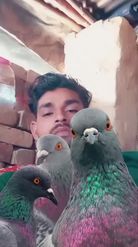 Preview for a Spotlight video that uses the Pigeons Lens