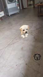 Preview for a Spotlight video that uses the Controllable Puppy Lens