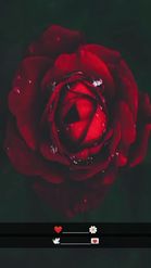 Preview for a Spotlight video that uses the Rose After Rain Lens
