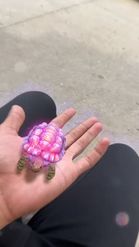 Preview for a Spotlight video that uses the Pretty Turtle Lens