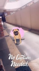 Preview for a Spotlight video that uses the Dancing Pugdog Lens