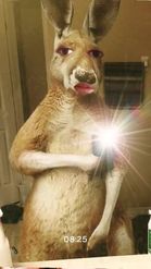 Preview for a Spotlight video that uses the Handsome Kangaroo Lens