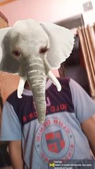 Preview for a Spotlight video that uses the World Elephant Day Lens