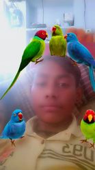 Preview for a Spotlight video that uses the Parrot Gang Lens